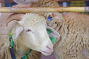 Head of the domestic goat