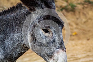 the head of a donkey is pictured from behind it's head