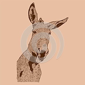 Head Donkey sketch illustration drawing vector