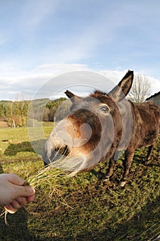 Head of a Donkey which Eating Grass tuft