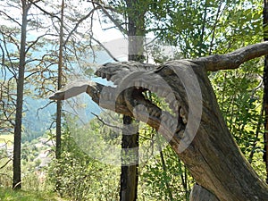 Head of a dragon caved of wood