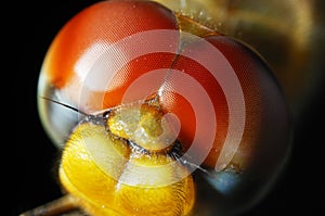 Head of dragonfly