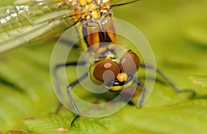 Head of a Dragonfly