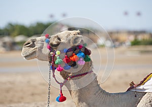 Head of dromedary camel with ornate bridle