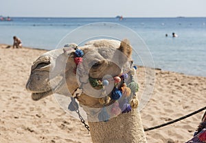 Head of dromedary camel with ornate bridle on beach