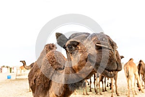 Head of dromedary in Oman desert (Oman)