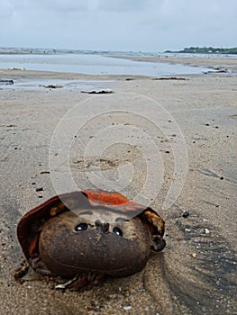 Head of drowned Baby doll on beach sand