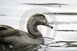 Head of a duck