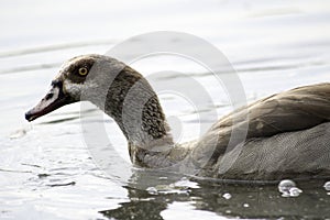 Head of a duck