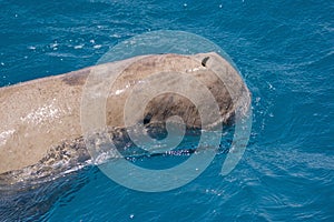 Head of Dugong dugon - marine mammal breathing on the sea surface