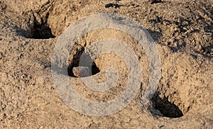 Head of dwarf mongoose, Helogale undulata, emerging from dirt den hole