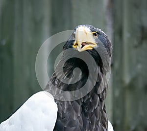 Head of a eagle