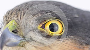 Head Eagle eye close-up, macro, eye Eurasian Sparrowhawk, Accipiter nisus