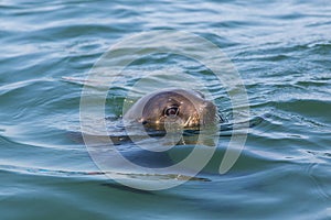 Head of eared seal otariidae in blue water, sunshine