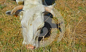 Head of a eating cow