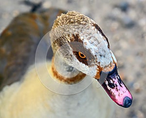 Head of an Egyptian goose Alopochen aegyptiaca