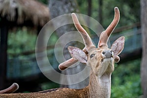 Head of Eld`s deer photo