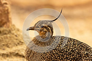 head of an elegant crested tinamou (Eudromia elegans)