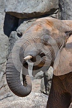 Head of elephant photo