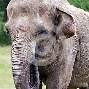 Head of elephant Asian or Asiatic elephant