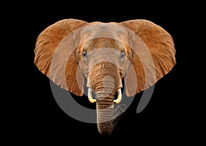 Head elephant on a black background