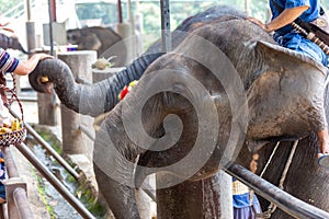 The head of an elephant and a mahout sitting
