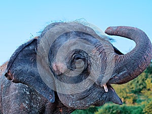 The head of an elephant with a raised trunk, an open mouth and gray wrinkled skin. Closeup photo. Travel to the world of