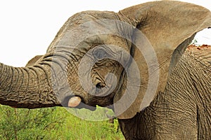 Head of Elephant in safari park in South Africa