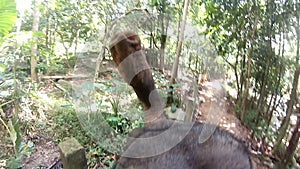Head of an elephant on top shot on gopro in Thailand