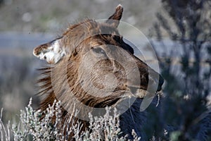 The head of an elk.