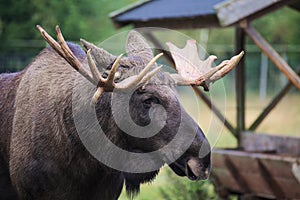 Head of an elk (Alces alces) with mighty antlers