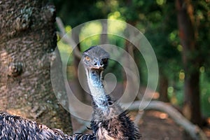 HEAD OF EMU BIRD IN A PARK