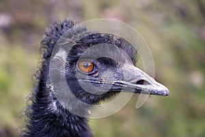 Head of the emu