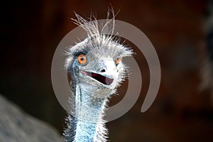 Head of emu with open beak