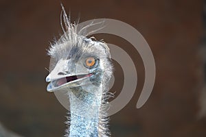 Head of emu with open beak