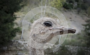 Head of emu. (Struthio camelus