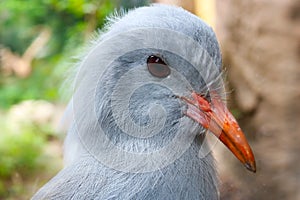 Head of an endangered and threatened kagu in close-up view