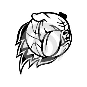 Head of English Bulldog or British Bulldog Basketball Ball on Fire Blazing Mascot Black and White