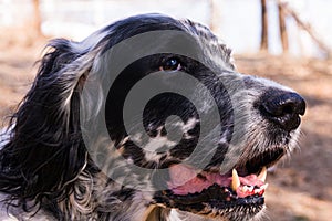 Head of english setter. Siberia, Russia