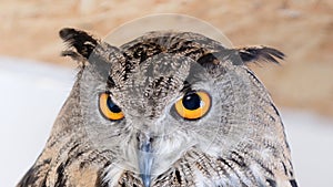 The head of the eurasian Eagle Owl - Bubo bubo. Close up