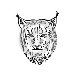 Head of a Eurasian Lynx Front View Scratchboard Style Black and White