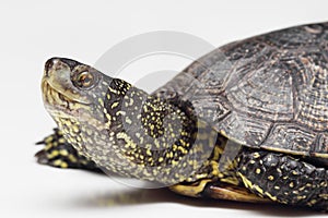 Head of European pond turtle