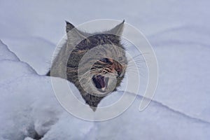 head of a European wild cat, Felis s. silvestris, peeks out of a snowdrift