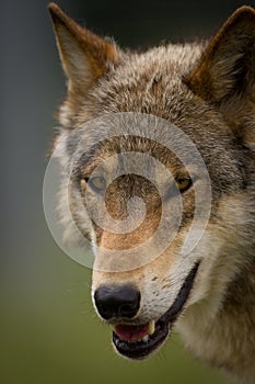 The head of a European Wolf photo