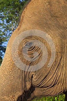 Head and the eye of an asian elephant closeup