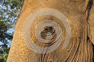 Head and the eye of an asian elephant closeup