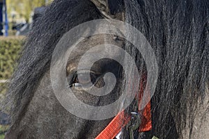 Head and eye of a brown horse. Close-up. red bridle