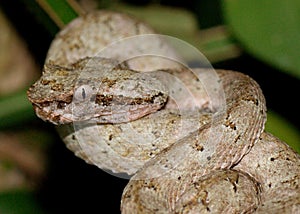 Head of Eyelash Pit Viper, Bothriechis schlegelii
