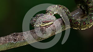 Head of Eyelash Viper Snake on a tree Branch