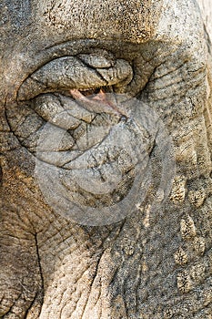 The head and eyes of the elephant close-up.